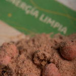 Kit Humito Sagrado Energia Pulita